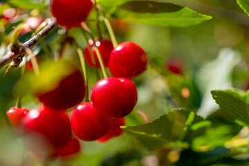 Sour Cherry. Ripe homegrown organic sour cherries background. Cherry tree.