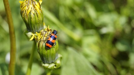 ladybug on green grass