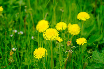 Yellow dandelions in green grass