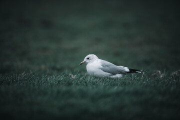 Stormmeeuw, Mew Gull, Larus Canus