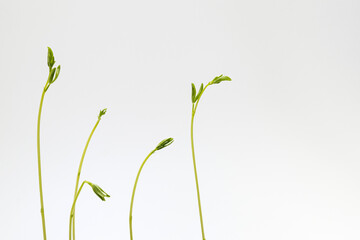 Brotes de plántulas de lentejas recién emergidas