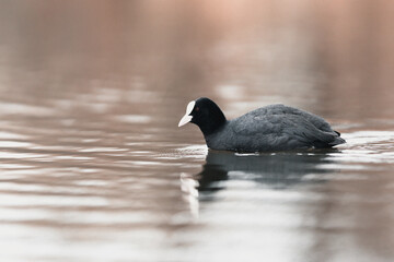 Eurasian coot 
