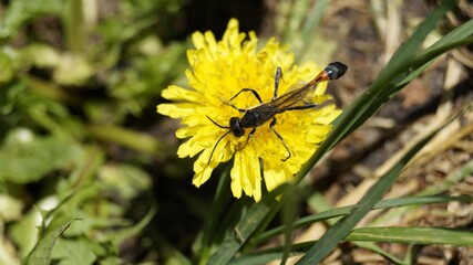 dragonfly on a flower