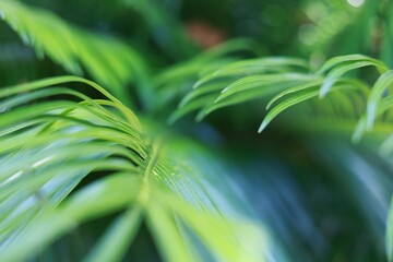green leaves background