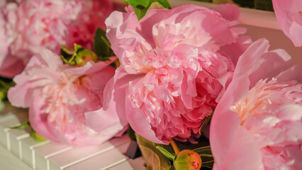 Pink peonies on a white piano