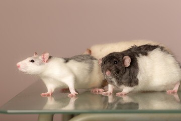 rats on a glass table closeup