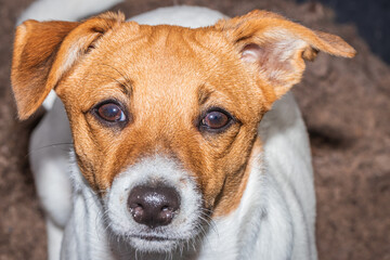 Brown and white Jack Russell terrier dog, Cape Town, South Africa