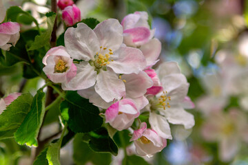 Beautiful blooming apple tree branches with pink flowers growing in a garden. Spring nature background.