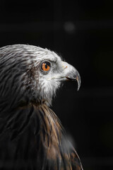 American eagle at the zoo. American symbol of the nation.