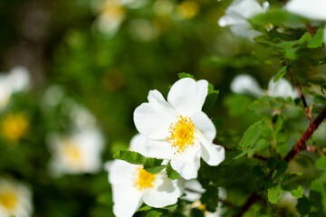 Meadow with many spring flowers on a sunny day. Flowers in bright sunlight.