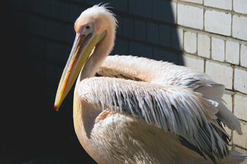 Close-up portrait of a pink pelican.Bird in captivity.