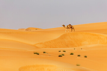 Middle eastern camel walking between sand dunes in the desert in United Arab Emirates