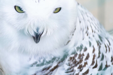 Close-up yellow eyes of a white snowy owl. Birds in captivity.