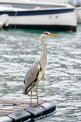 Egret in Portofino, Lioguria, Italy