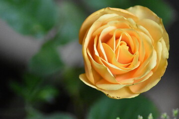 Bella rosa con fondo difuminado (macro)