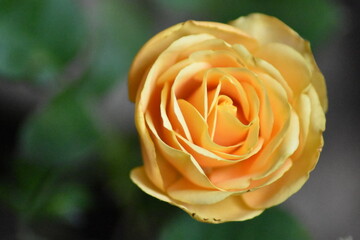 Bella rosa con fondo difuminado (macro)