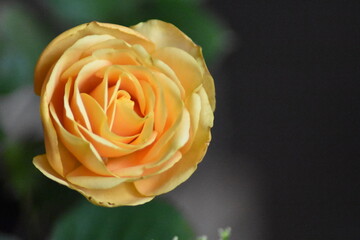 Fototapeta premium Bella rosa con fondo difuminado (macro)