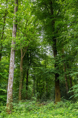 Obraz premium Forêt d'Andaine au printemps par temps nuageux