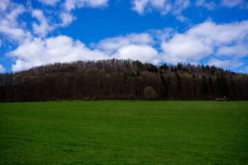 landscape with trees