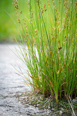 Obraz premium The power of growth. Sprouted sprout through the asphalt.