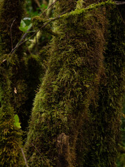 Obraz premium moss on the tree