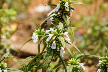 Leucas aspera plant