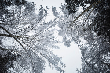 Winter Forest landscape in worm's-eye view with frozen iced trees with snow and a circle window...