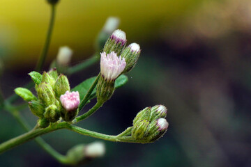 parthenium or Congress grass flower buds