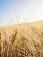 Golden ears of wheat in the field in summer, cereals, raw material.