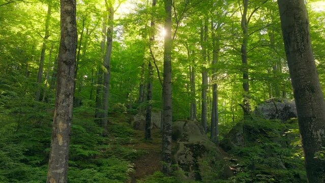 Forest green mountains nature sunny morning rock stone park tree plant travel