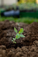 Cut flower garden. Gardening hobby. Starting a flowerbed with snapdragon seedlings. Landscaping backyard.