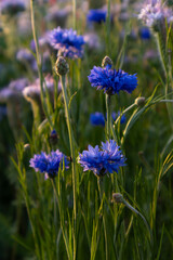 Magnolia Aster flower growing in Italian countryside
