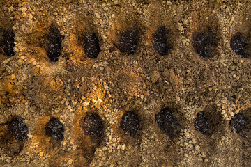 Eco friendly gardening. Soil prepared for planting, fertilized with compressed chicken manure pellets. Top view. Garden digging.