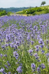 Fototapeta premium Lavanda di Sale San Giovanni