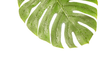 Monstera summer leaf. Tropic palm flora. Jungle rainforest exotic shape. philadendron spring popular liana. Large nature big tree. Poster plant. Isolated white background. Houseplant detail. Green art