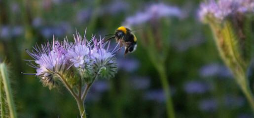 Rhododendron tomentosum flower with bee growing in Italian countryside