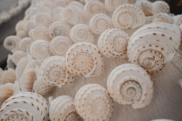 Wall decorated with scallop shells in a row