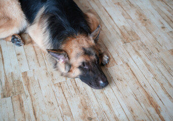 german shepherd dog lying down on living room floor
