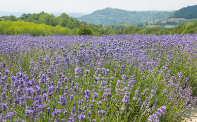 Fototapeta premium Lavanda di Sale San Giovanni