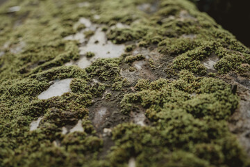 Big old concrete wall with green moss and lichen
