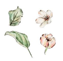 Set of Cherry blossom. Watercolor botanical illustration.Collection with  flowers and green leaves.Isolated on a white background.