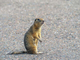 Female of a gopher is standing on the highway on its hind legs. Close-up.