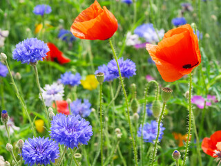 Kornblume und Mohn
