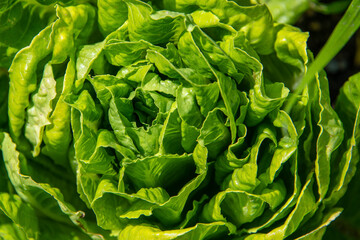 Above view of a green salat, lettuce