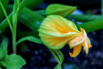 Zuccini with its flower hanging from the plant