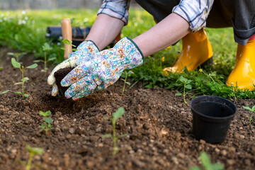 Female gardener planting flowers in her flowerbed. Gardening concept. Garden landscaping small...
