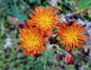 Orangerotes Habichtskraut (Hieracium aurantiacum)