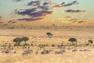 Zebras and  Wildebeests during Great migration, Maasai Mara National Reserve, Kenya, Africa - obrazy, fototapety, plakaty