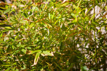 Bamboo in sunlight in the garden.