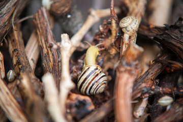 Snails crawl on wet twigs.